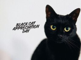 Black Cat Appreciation Day 2026.