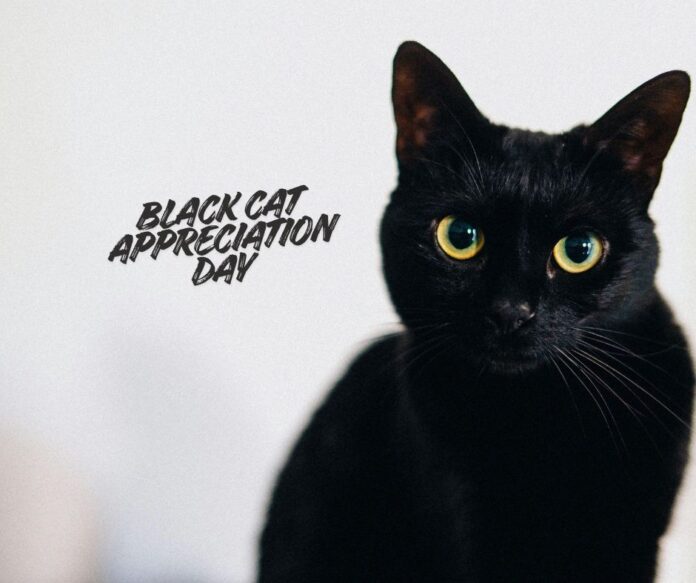 Black Cat Appreciation Day 2026.