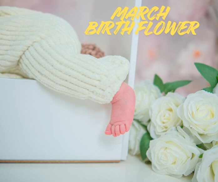 March Birth Flower.